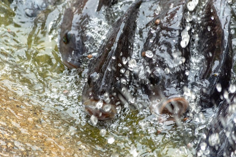 La tilapia es un pescado ampliamente distribuido cuyo valor nutricional depende de su origen y del sistema de cría.