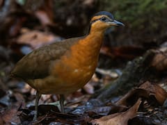 Increíble hallazgo en el mundo animal | Una especie amazónica pérdida revive tras décadas de silencio