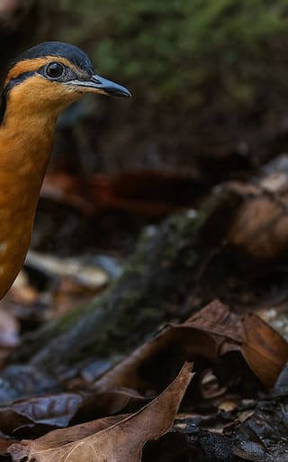 Increíble hallazgo en el mundo animal | Una especie amazónica pérdida revive tras décadas de silencio