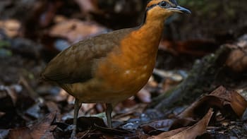 Increíble hallazgo en el mundo animal | Una especie amazónica pérdida revive tras décadas de silencio
