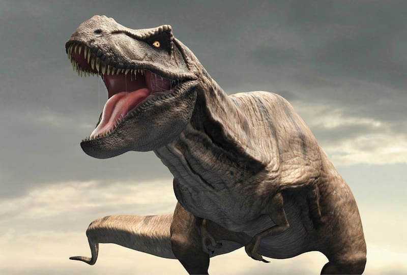 Se observó de cerca la costilla fracturada de un T.Rex.