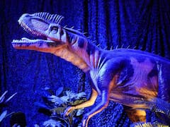 Descubrimiento | Hallan en México huellas de dinosaurios de hace 65 millones de años