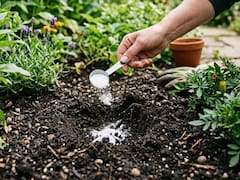 Tirar bicarbonato en las macetas y el jardín: para qué sirve y por qué lo recomiendan