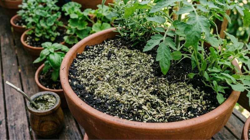 Tirar la yerba usada en las plantas: para qué sirve y qué beneficio se obtiene al hacerlo
Fuente: IA