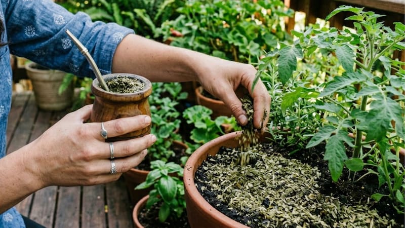 Tirar la yerba usada en las plantas: para qué sirve y qué beneficio se obtiene al hacerlo
Fuente: IA