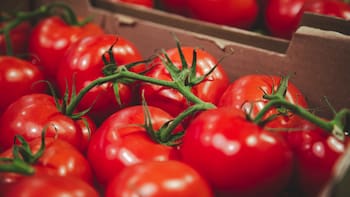 Científicos españoles descubren cómo aprovechar una planta que se acumula en las playas para mejorar el sabor de los tomates