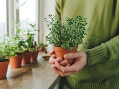 Perfecto para casas pequeñas: la planta que debes tener para mantener lejos a las cucarachas de forma natural y sin insecticida