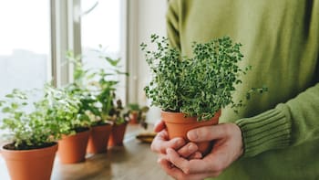 Perfecto para casas pequeñas: la planta que debes tener para mantener lejos a las cucarachas de forma natural y sin insecticida
