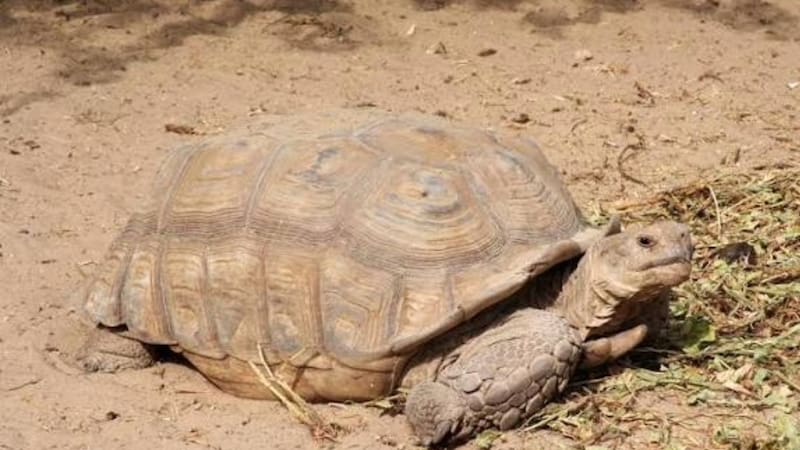 Tortuga de espolones africana. Foto: gentileza.