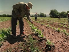 Buena noticia para productores agrícolas de todo el país: habrá perdón total de deudas para quienes cumplan esta condición