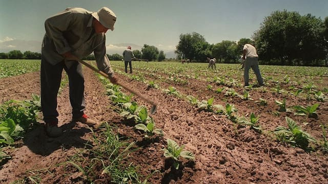 Buena noticia para productores agrícolas de todo el país: habrá perdón total de deudas para quienes cumplan esta condición
