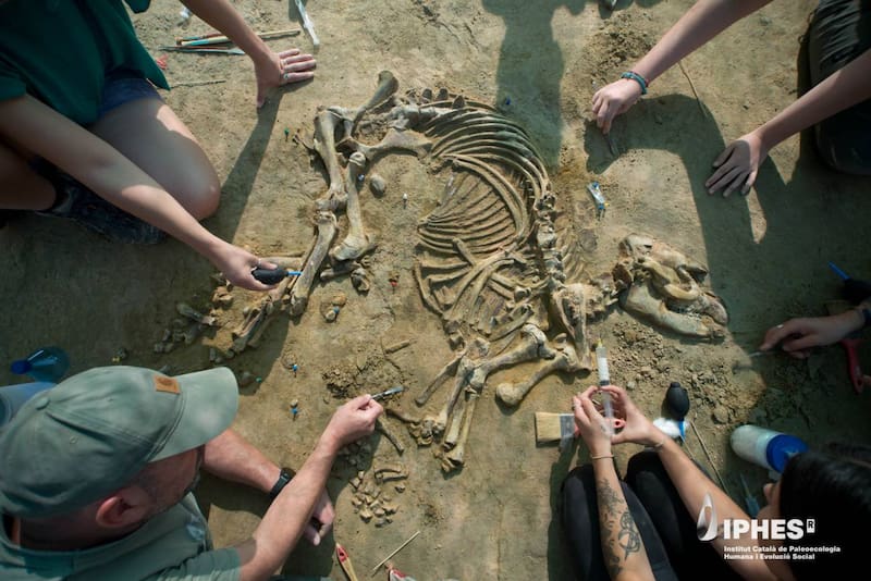 Trabajos de excavación del esqueleto de Tapirus arvernensis recuperado en el yacimiento de Camp dels Ninots de Caldes de Malavella.