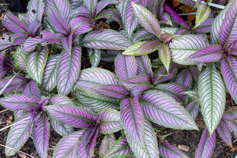 A closeup shot of Persian shield plant