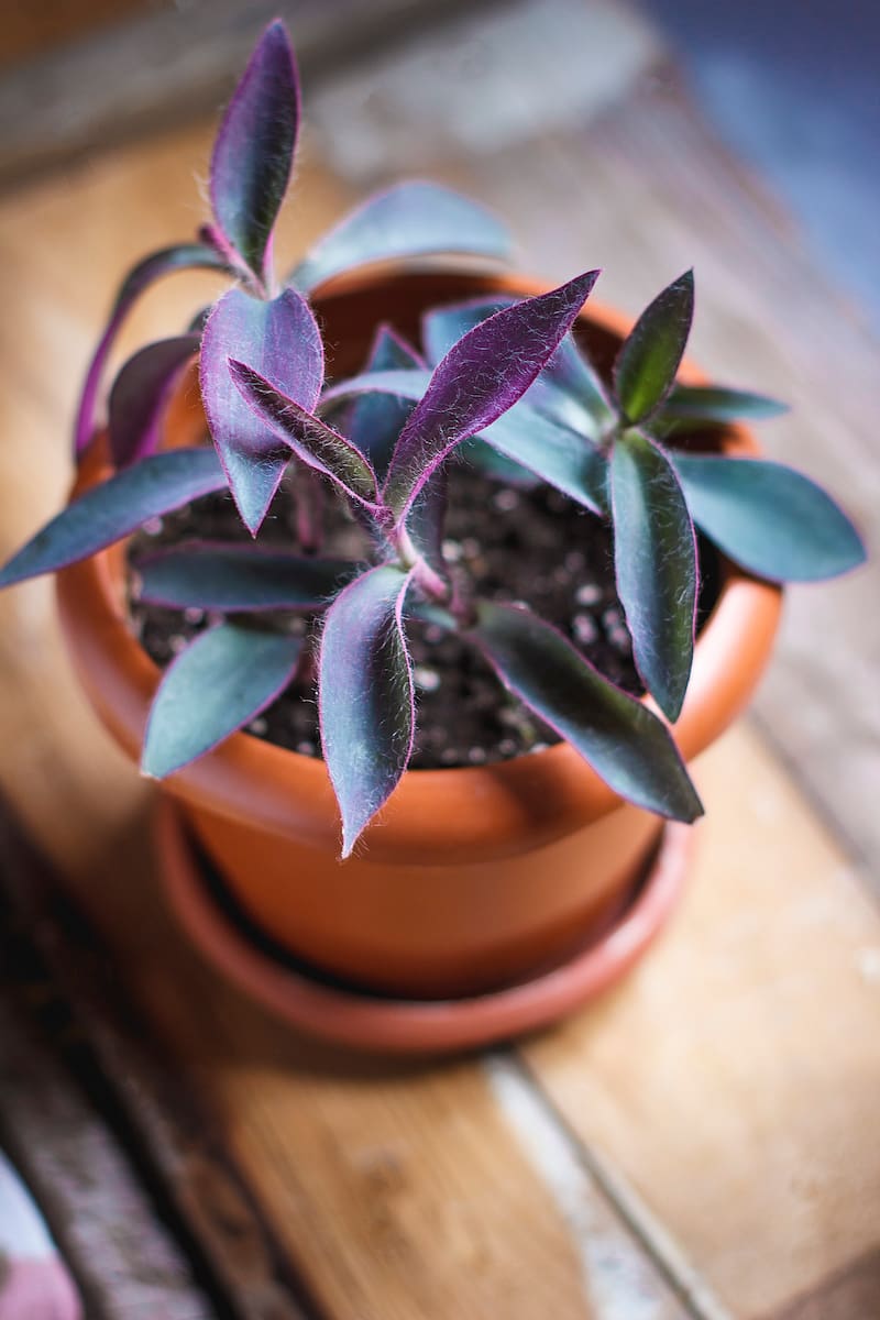 Tradescantia, una de las aliadas para los departamentos.