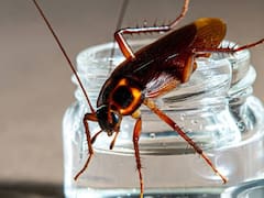 Ni ácido ni bicarbonato: la mejor forma de eliminar las cucarachas plaga del baño, el comedor y la cocina