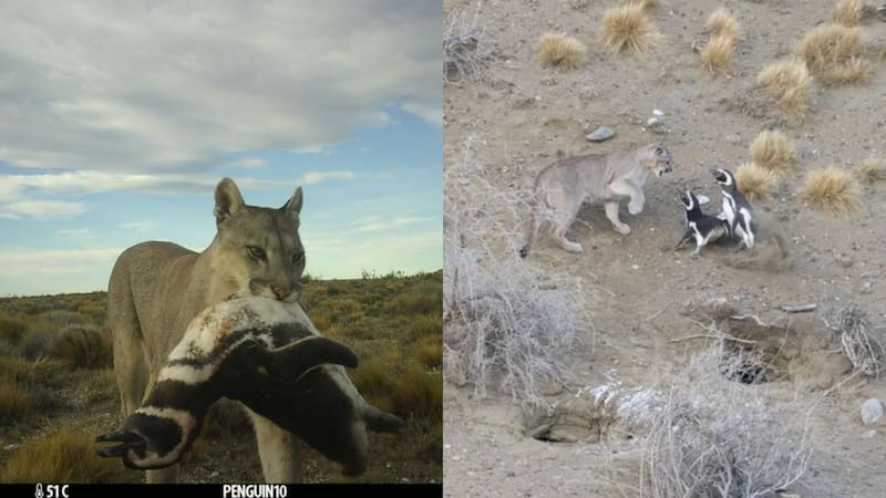 Tras 20 años, reaparece el depredador más temido de la Patagonia y hay preocupación en la ciencia. Foto: Mitchell Serota / Gonzalo Ignazi