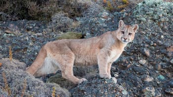 Tras 20 años, reaparece el depredador más temido de la Patagonia y hay preocupación en la ciencia