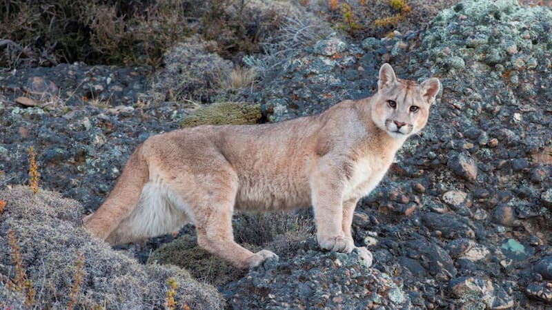 Tras 20 años, reaparece el depredador más temido de la Patagonia y hay preocupación en la ciencia. Foto: EFE