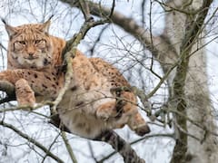 Tras casi 100 años, podría volver un feroz carnívoro a los bosques de Cataluña: su regreso preocupa a la sociedad