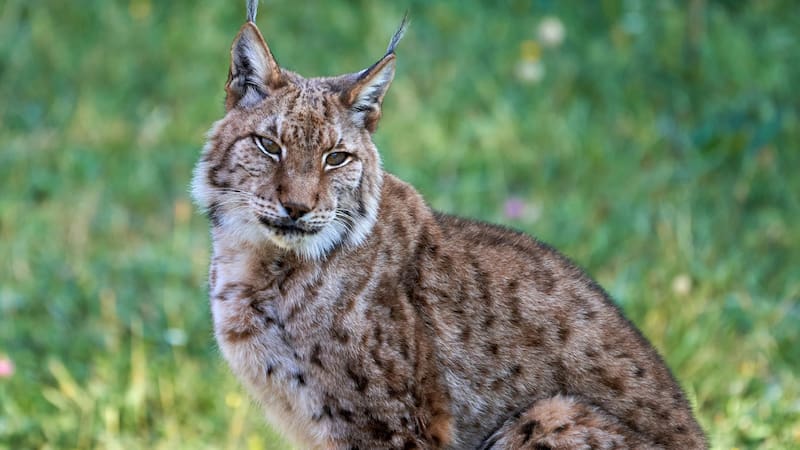 Tras casi 100 años, podría volver un feroz carnívoro a los bosques de Cataluña y hay preocupación. Foto: Shutterstock