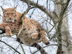 Tras casi 100 años, podría volver un feroz carnívoro a los bosques de Cataluña y hay preocupación
