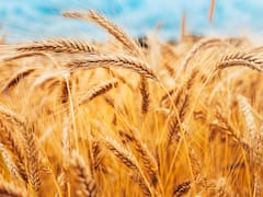 Fuerte suba del trigo amenaza con un shock global de precios en los alimentos