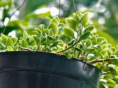 Regar las plantas con té de compost: para qué sirve, cómo prepararlo y cada cuánto aplicarlo
