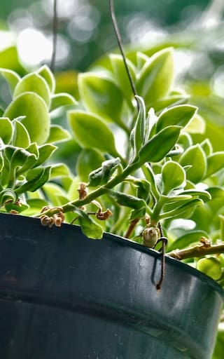 Regar las plantas con té de compost: para qué sirve, cómo prepararlo y cada cuánto aplicarlo