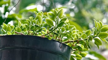 Regar las plantas con té de compost: para qué sirve, cómo prepararlo y cada cuánto aplicarlo