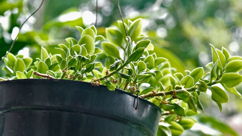 Una práctica de jardinería que aprovecha los nutrientes del compost: cómo preparar té de compost en casa, para qué sirve y qué recomiendan los especialistas sobre su aplicación.