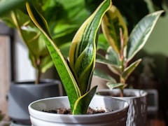 La planta que supera a la lengua de suegra y cada vez más personas eligen: crece más rápido y es fácil de cuidar