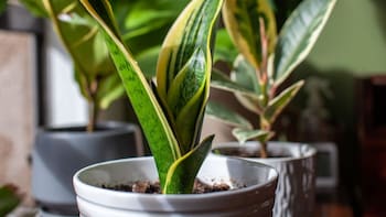 La planta que supera a la lengua de suegra y cada vez más personas eligen: crece más rápido y es fácil de cuidar
