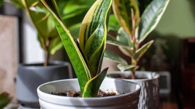La planta que supera a la lengua de suegra y cada vez más personas eligen: crece más rápido y es fácil de cuidar