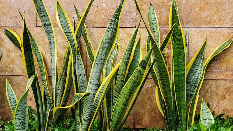 Motivo por el cual los jardineros aconsejan añadir azúcar a la lengua de suegra y para qué es útil (foto: Shutterstock)