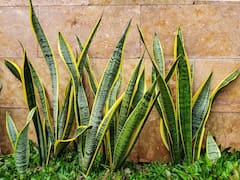 Por qué los jardineros recomiendan ponerle azúcar a la lengua de suegra y para qué sirve