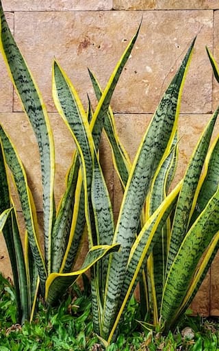Por qué los jardineros recomiendan ponerle azúcar a la lengua de suegra y para qué sirve