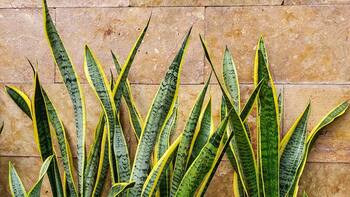 Por qué los jardineros recomiendan ponerle azúcar a la lengua de suegra y para qué sirve