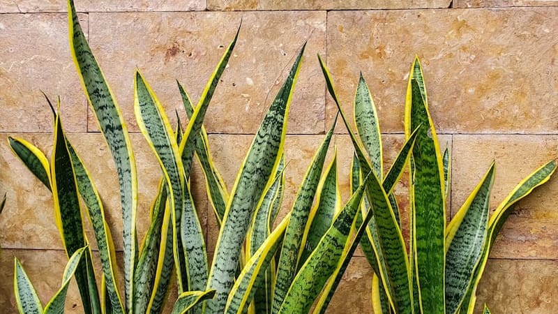 Motivo por el cual los jardineros aconsejan añadir azúcar a la lengua de suegra y para qué es útil