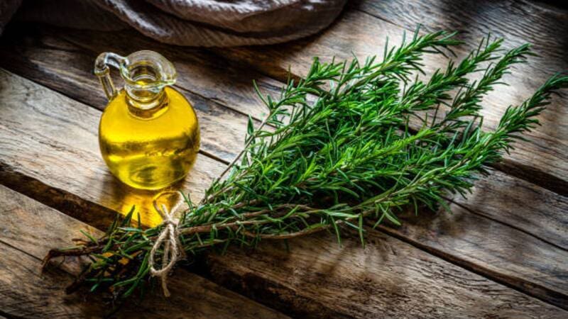 El romero es una de las plantas más empleadas en el cuidado del cabello, gracias a su capacidad para oscurecer progresivamente las canas y fortalecer la fibra capilar. Fuente: ChatGPT imagen ilustrativa.