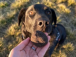 Tiene el mayor cultivo de “diamante negro” del país: vale u$s 1100 el kilo y lo “caza” con perros