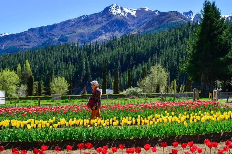 La apertura oficial de la temporada de tulipanes será el sábado 10 de octubre, a partir de las 10:00, en el vivero provincial. (Foto: Gobierno de Neuquén)