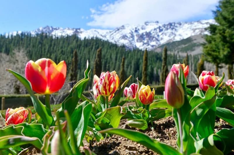 Los bulbos se plantan en mayo, permanecen en latencia durante todo el invierno y florecen durante la primavera, generalmente a mediados de octubre en el hemisferio sur. (Foto: Gobierno de Neuquén)