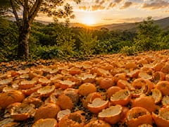Fracasaron al replantar un bosque infértil y lo cubrieron con 12.000 cáscaras de naranja: 16 años después nadie reconocía el paisaje