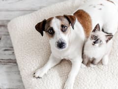 Cambia para siempre la tenencia de mascotas en México: adiós a los perros en la calle