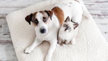 Cambia para siempre la tenencia de mascotas en México: adiós a los perros en la calle