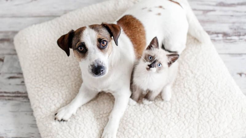 Cambia para siempre la tenencia de mascotas en México: adiós a los perros en la calle.