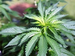 Estudio uruguayo asocia consumo crónico de cannabis con alteraciones en memoria, atención y funciones ejecutivas
