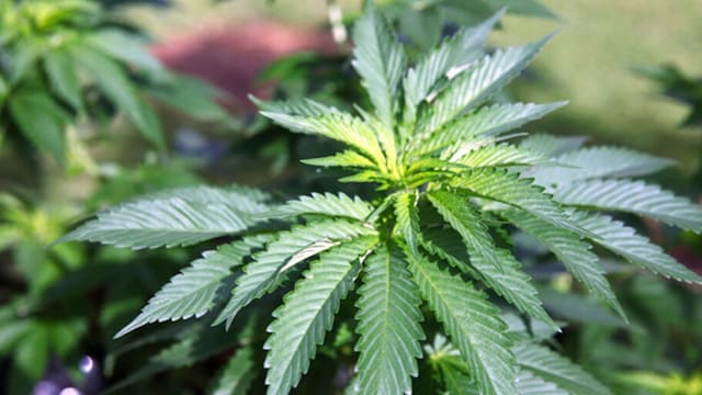 Estudio uruguayo asocia consumo crónico de cannabis con alteraciones en memoria, atención y funciones ejecutivas