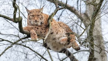 Un feroz carnívoro vuelve a los bosques de Cataluña después de 100 años y preocupa a los habitantes de la zona