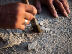 Hallazgo sin precedentes | Descubren un fósil de 560 millones de años de uno de los primeros animales de la Tierra